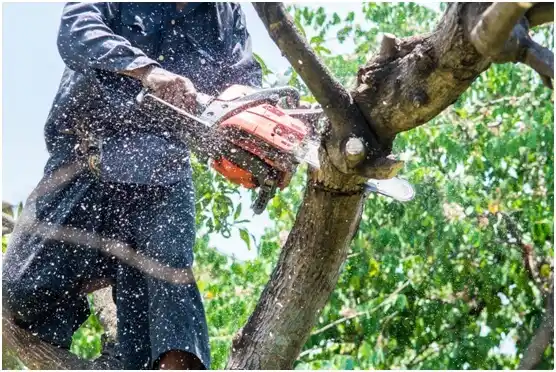 tree services Provo